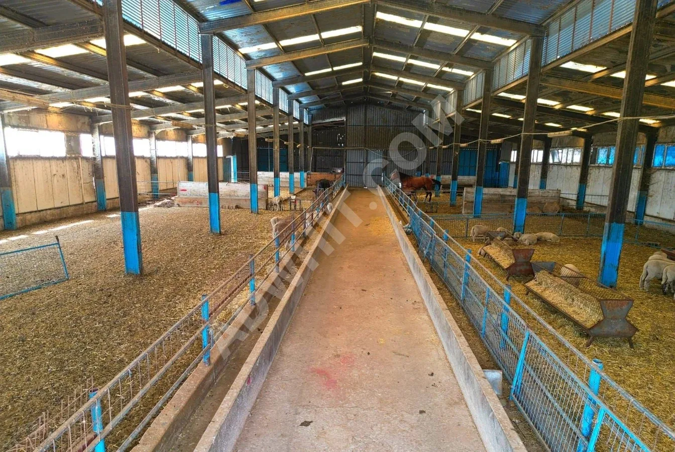 SATILIK HAYVAN TARIM ÇİFTLİĞİ KIRKLARELİ MERKEZ DEĞİRMENCİK K. görsel 12